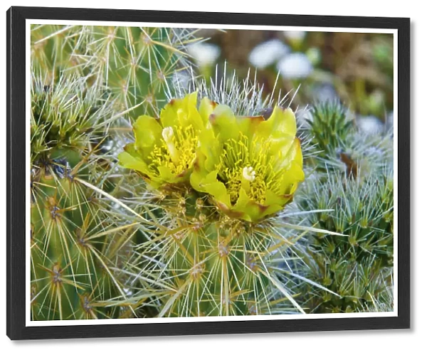 Buckhorn Cholla flower (Cylindropuntia acanthocarpa), Anza-Borrego Desert State Park