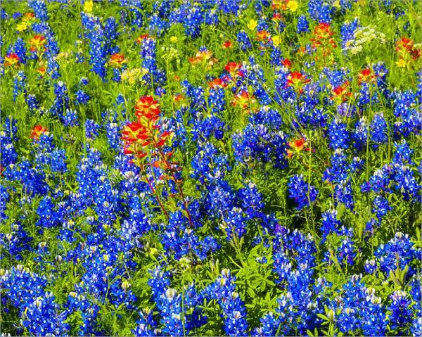 Bluebonnets and Indian paintbrush near Brenham, Texas