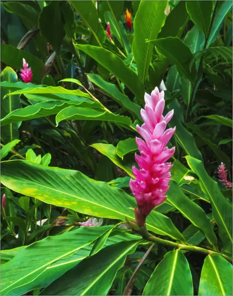 Pink ginger at Hawaii Tropical Botanical Garden, Hamakua Coast, Big Island, Hawaii, USA