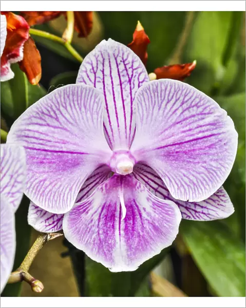 USA, Pennsylvania, Kennett Square. Orchid