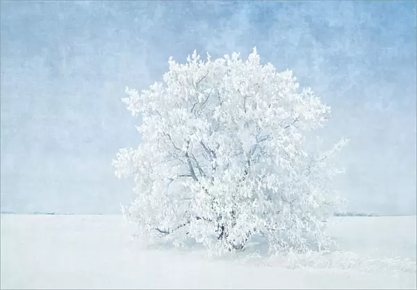 Canada, Manitoba. Snow-covered tree. Credit as: Mike Grandmaison  /  Jaynes Gallery  /  DanitaDelimont