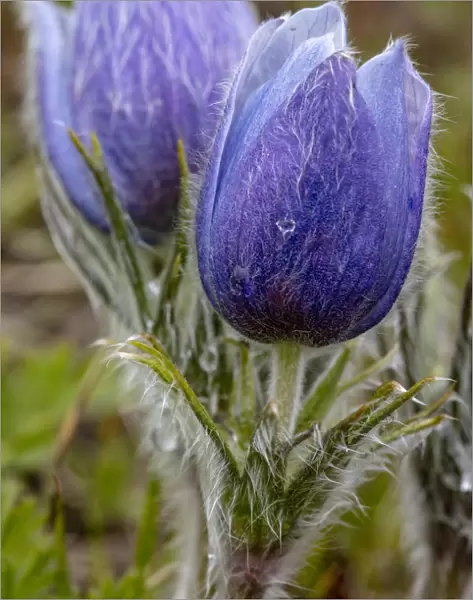 Pasque, aka crocus flowers, in the Bighorn Mountains of Wyoming, USA