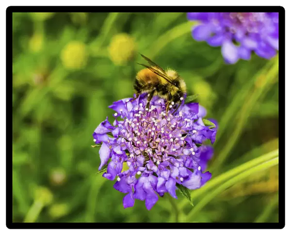 Bumble bee searching pollen nectar. Blue pincushion