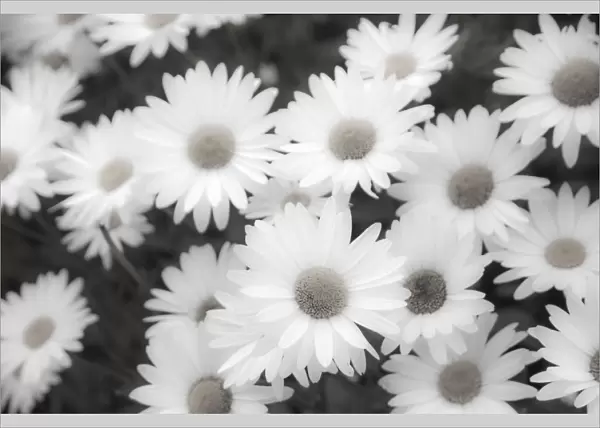 White shasta daisy in black and white