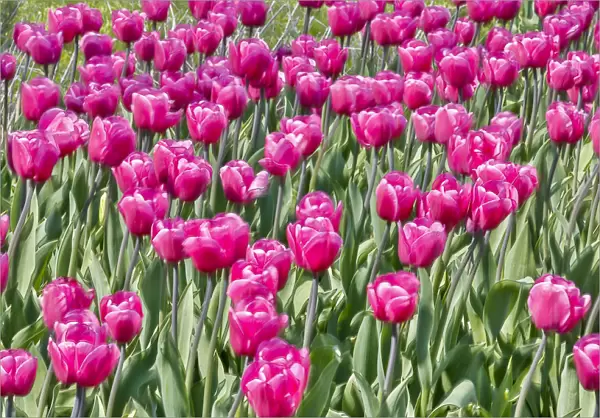 USA, Pennsylvania, Kennett Square. Pink tulips