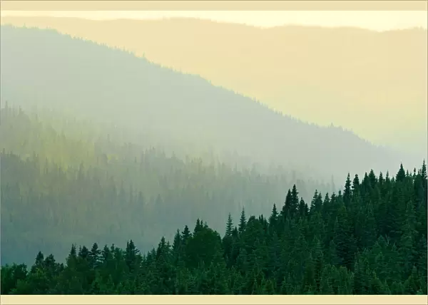 Canada, Quebec, Parc national des Laurentides. Misty Laurentian Mountains forests