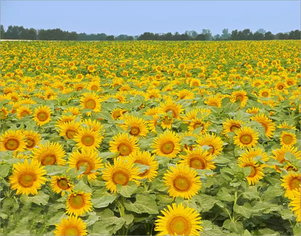 Canada, Manitoba, Dugald. Crop of sunflowers