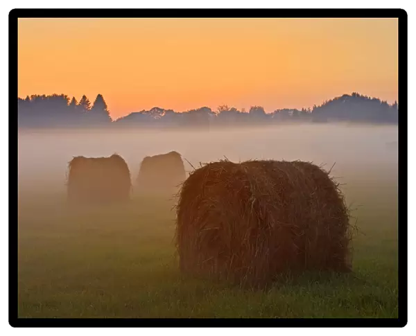 Canada, Ontario. Bales and fog at twilight