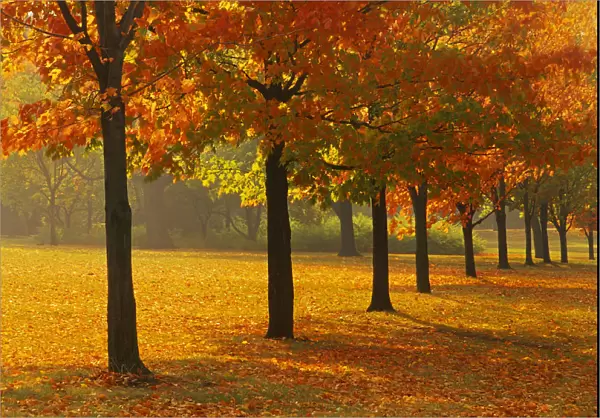 Canada, Ontario, Guelph. Sugar maple trees in autumn
