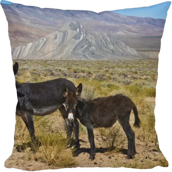 USA, California, Death Valley National Park, Butte Valley Road, Wild Burros