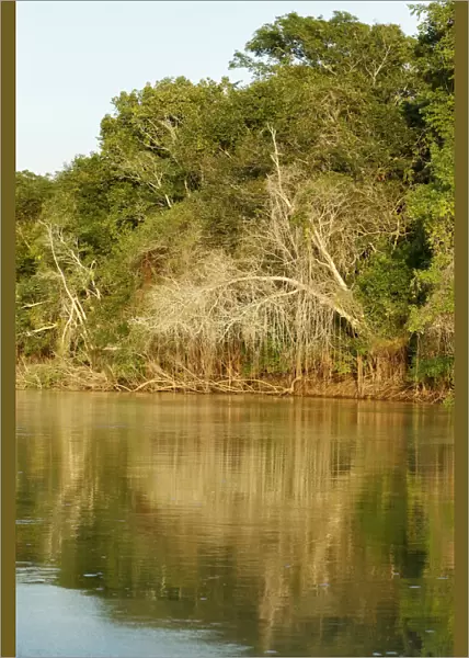 Pantanal, Mato Grosso, Brazil. Forest and its reflection seen along the Cuiaba River