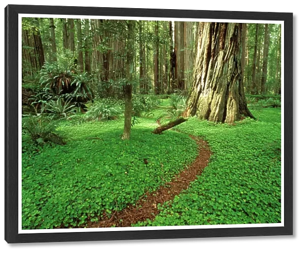 Trail through sorrel and old growth Redwoods in the Stout Grove, Jedediah Smith Redwoods State Park