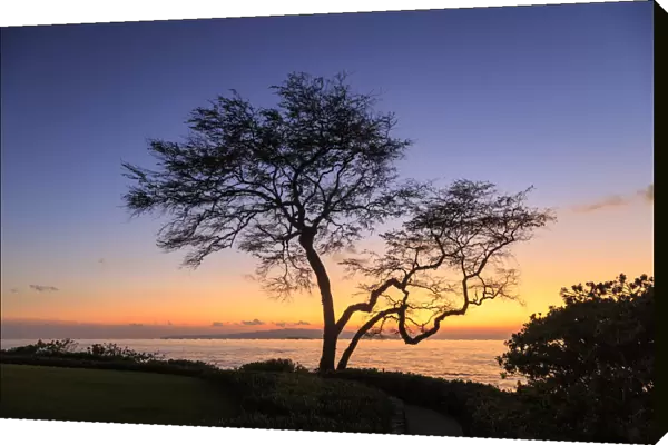 Maui, Hawaii, USA. Trees by the ocean at sunset