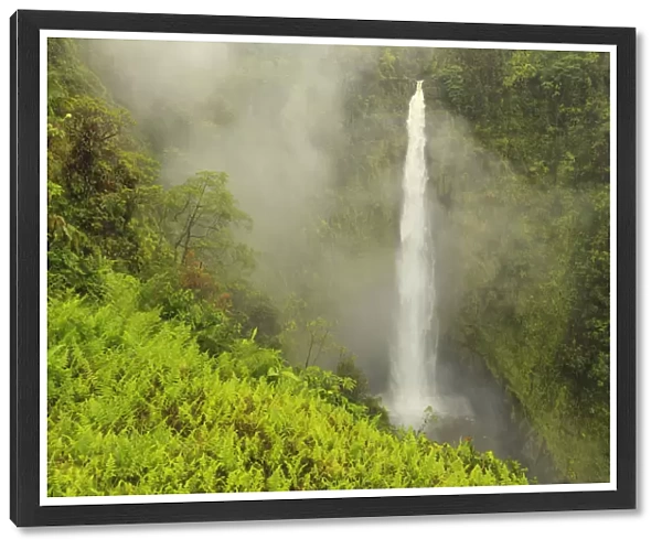 Akaka Falls, 442 feet high, Akaka Falls State Park, Hamakua Coast, Big Island, Hawaii