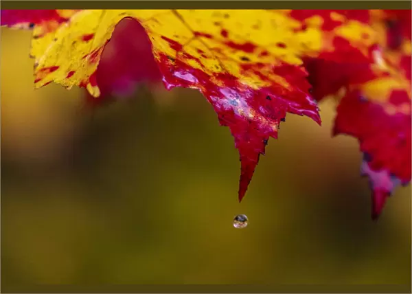 Water droplet falls from sugar maple leaf on rainy day in the Upper Peninsula of Michigan