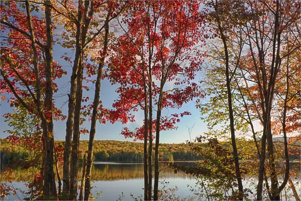 USA, New York State. Lake Durant framed by autumn maples, Adirondack Mountains