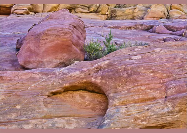 Pink Canyon, Valley of Fire State Park, Nevada, USA