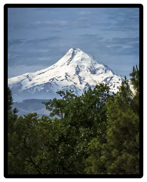 Snowcapped Mt. Jefferson framed by trees in the foreground
