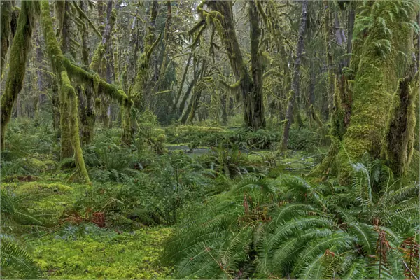 Mossy lush forest along the Maple Glade Trail in the Quinault Rain Forest in Olympic National Park
