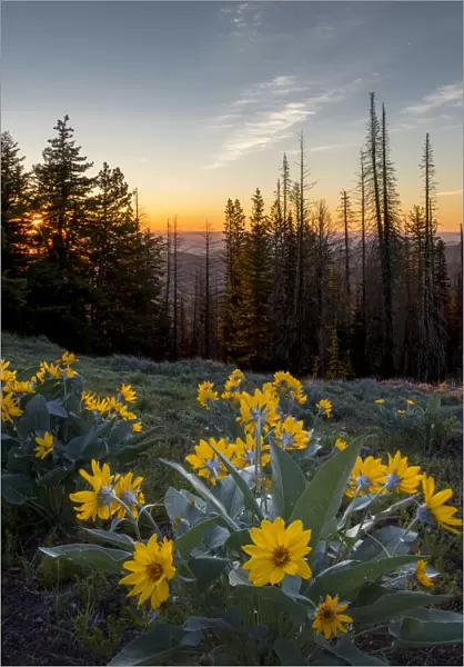 USA, Washington State. Arrowleaf Balsamroot (Balsamorhiza sagittata) at sunrise in