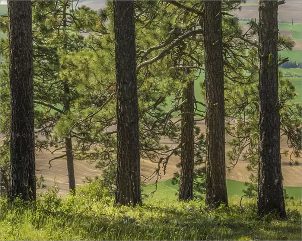 USA, Washington State, Kamiak Butte County Park. Ponderosa pine trees. Credit as