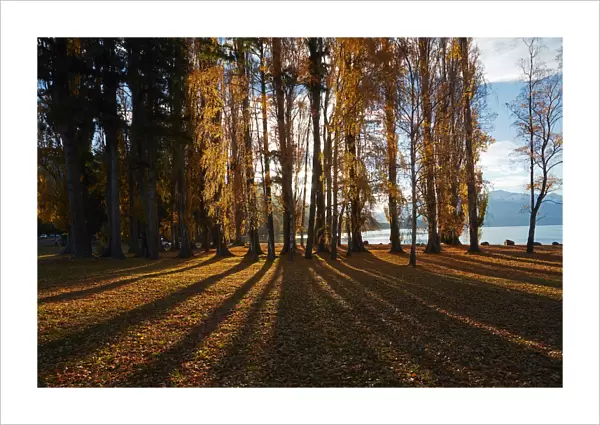 Poplar Trees in Autumn, Lake Wanaka, Otago, South Island, New Zealand
