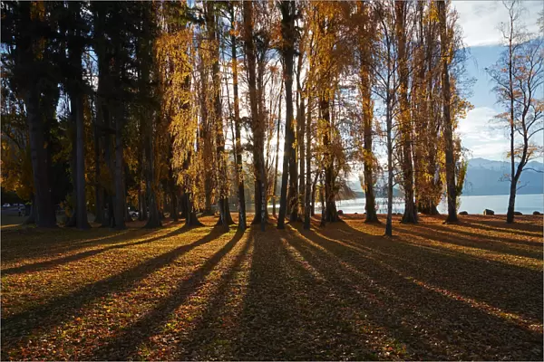 Poplar Trees in Autumn, Lake Wanaka, Otago, South Island, New Zealand