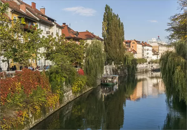 Slovenia, Ljubljana. Vines and trees provide a lush urban corridor along the Ljubljanica River
