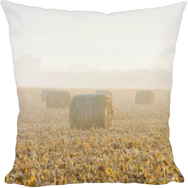 Hay bales in field on foggy morning, Marion County, Illinois