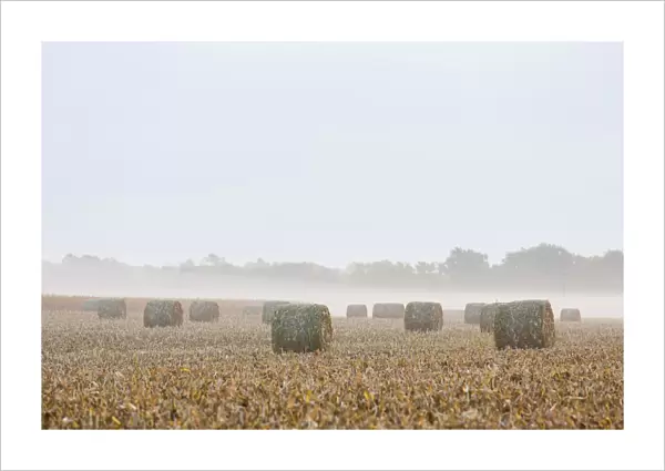 Hay bales in field on foggy morning, Marion Co. IL