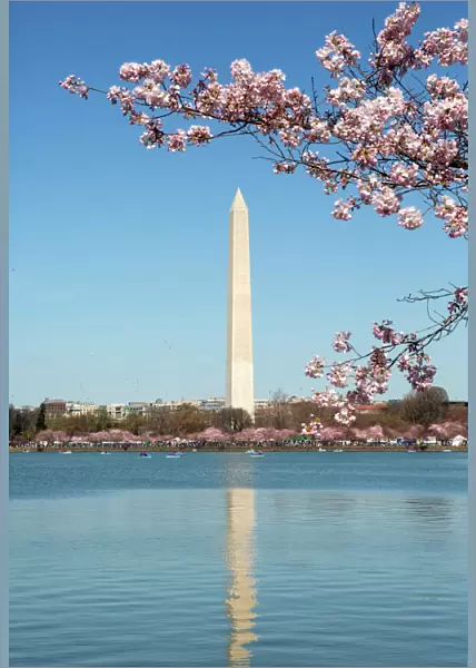 USA, Washington D. C. The Washington Monument framed by cherry blossoms