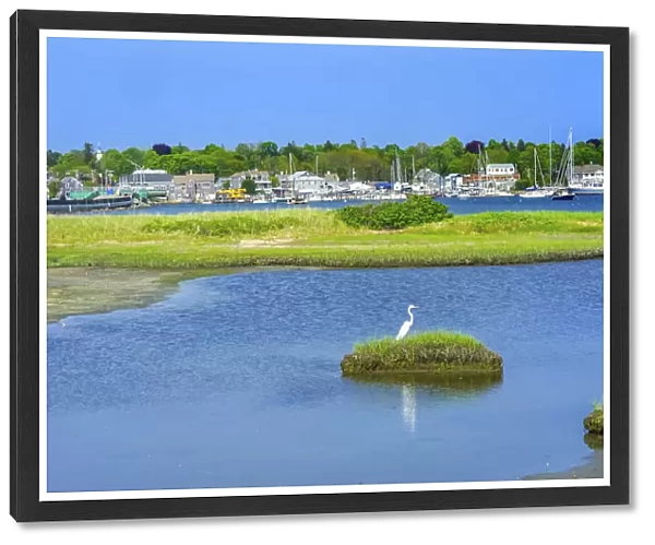 Great white egret marsh, Padanaram Village, Harbor Bridge, Buzzards Bay, Massachusetts, USA