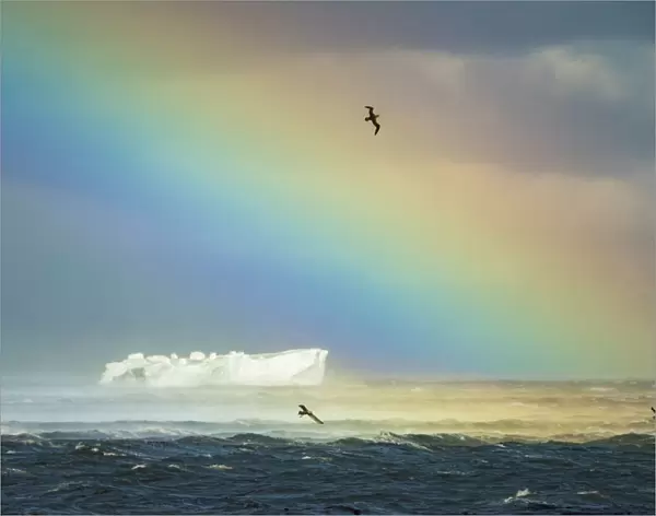 South Georgia Island. Rainbow and seabirds over iceberg at Gold Harbour