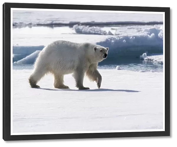 North of Svalbard, pack ice. A portrait of an walking polar bear on the pack ice