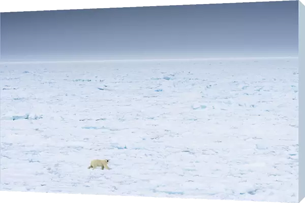 Norway, Svalbard, 82 degrees North. Polar bear moves across the landscape