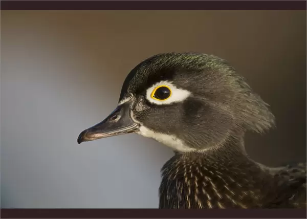 Wood duck female, close-up of head
