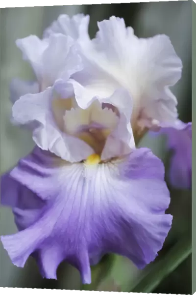 Pale lavender bearded iris bloom