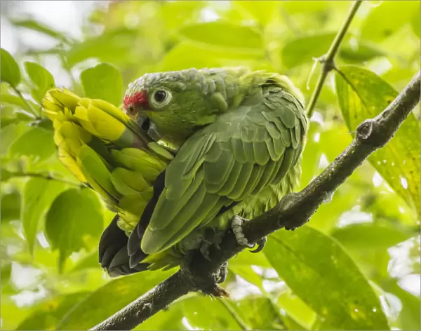 Costa Rica, La Paz River Valley, La Paz Waterfall Garden. Captive red-lored parrot preening