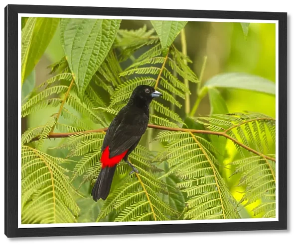 Costa Rica, La Selva Biological Station. Scarlet-rumped tanager in tree. Credit as