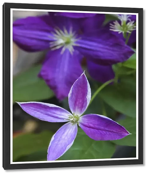 Purple clematis flowers