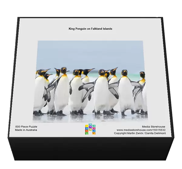 King Penguin on Falkland Islands