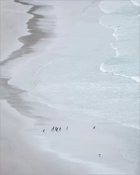 Group on empty beach. Magellanic Penguin, Falkland Islands