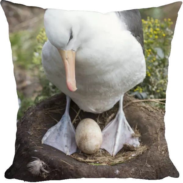 Adult with egg on tower-shaped nest. Black-browed albatross or black-browed mollymawk