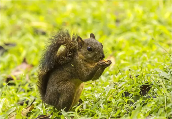 Costa Rica, Arenal. Red-tailed squirrel feeding