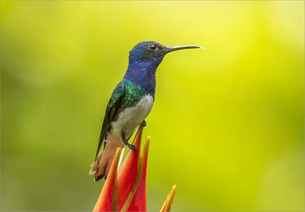 Costa Rica, Sarapiqui River Valley. Male white-necked jacobin on heliconia. Credit as