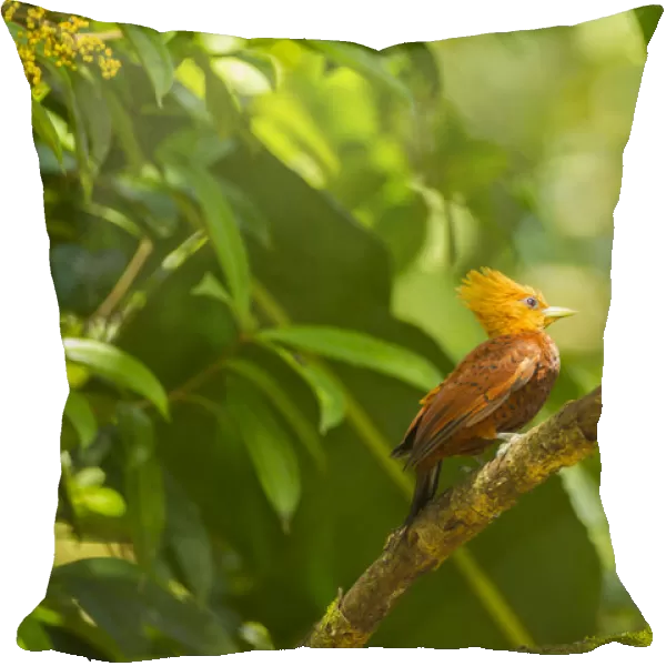 Costa Rica, La Selva Biological Station. Chestnut-collared woodpecker on limb. Credit as