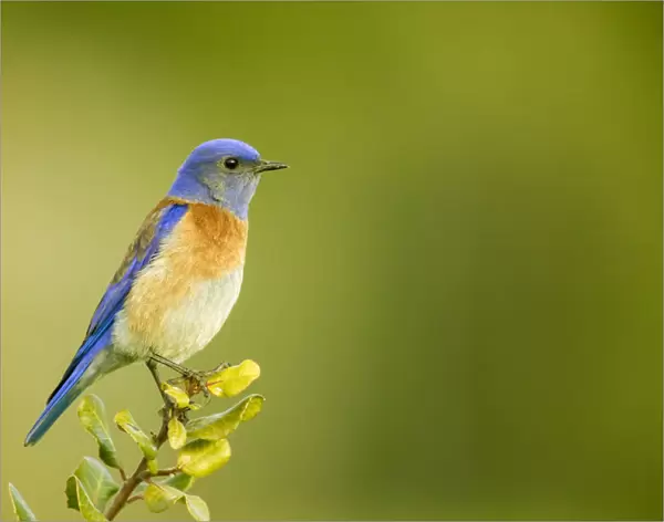 San Simeon, California, USA. Male western bluebird sitting on the top of a tree