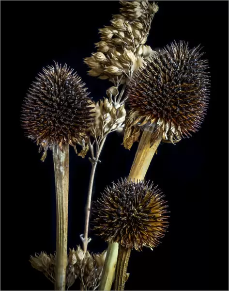USA, Colorado, Fort Collins. Dried Echinacea plants