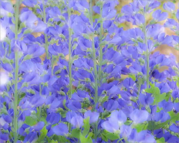 Blue wild indigo, Baptisia Australis, a native American wildflower