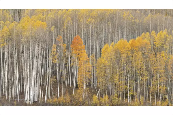 USA, Colorado. Fall-colored aspens in Gunnison National Forest